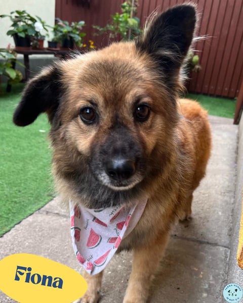 Fiona SR, voller Neugier und Sanftmut