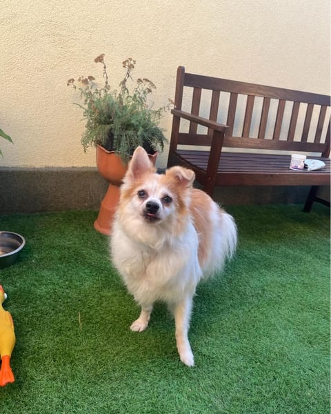 Cosmo SR sucht ein Zuhause