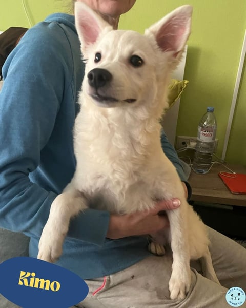 Kimo SR - freundlich, aktiv, neugierig