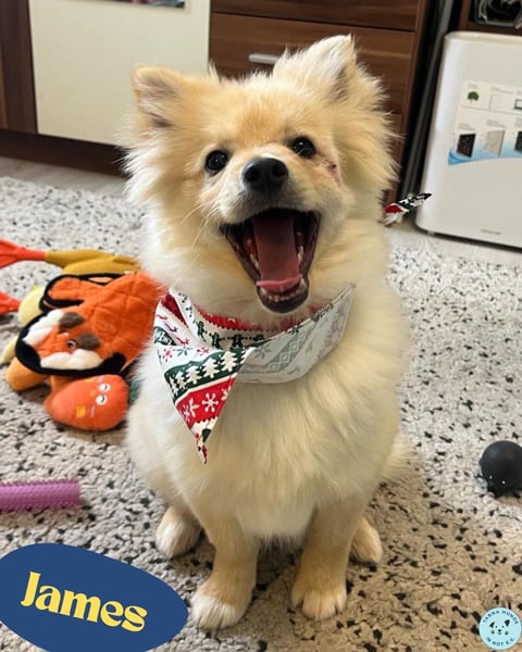 James SR- katzenverträglich, freundlich