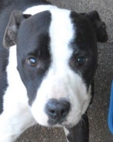 Isaette - Häschen in der Grube