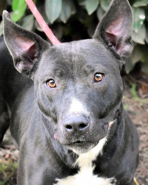 Deylora - Wenn sie fliegen könnte?