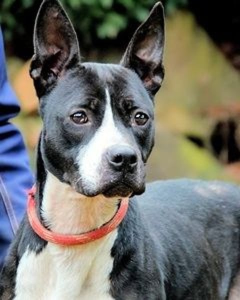 Aretusa - sieht so ein chancenloser Hund aus?