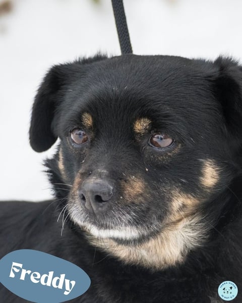 Freddy SI - freundlich, verträglich