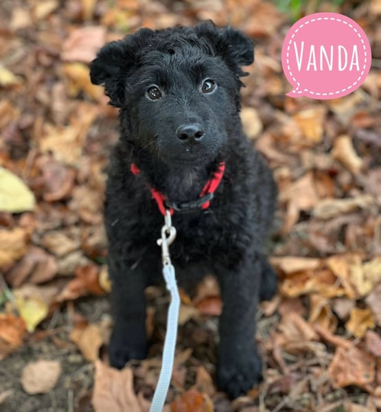 Vanda ein lockiger Engelchen