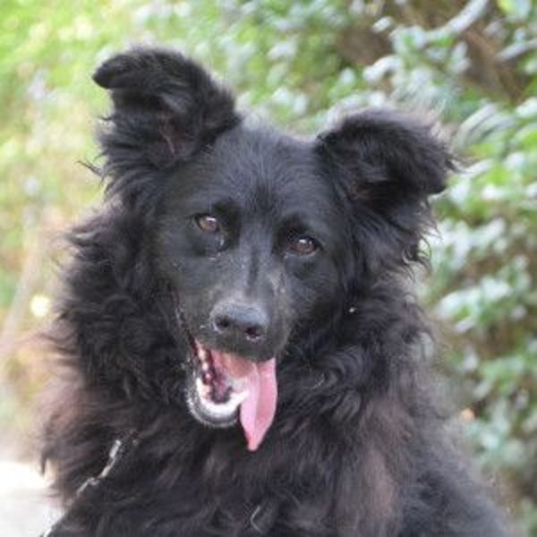 Gunnar - sehr netter Rüde, der es genießt gestreichelt zu werden