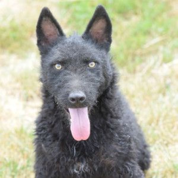 Oliver - lustiger, verspielter, freundlicher, verschmuster Rüde