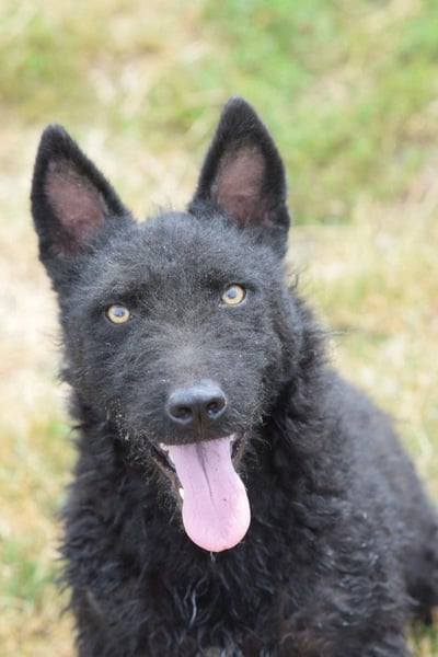 Oliver - lustiger, verspielter, freundlicher, verschmuster Rüde