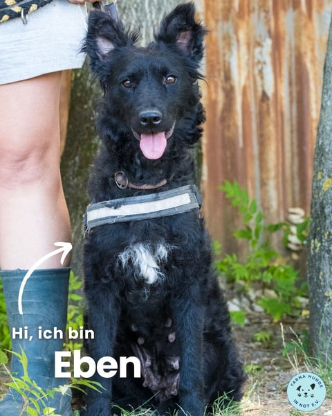 Eben SI, mag Kinder und Hunde