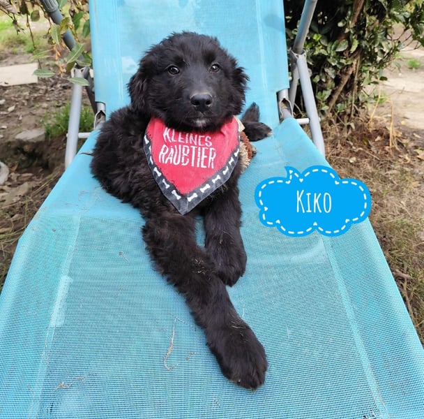 Kiko ein wundervoller Schatz