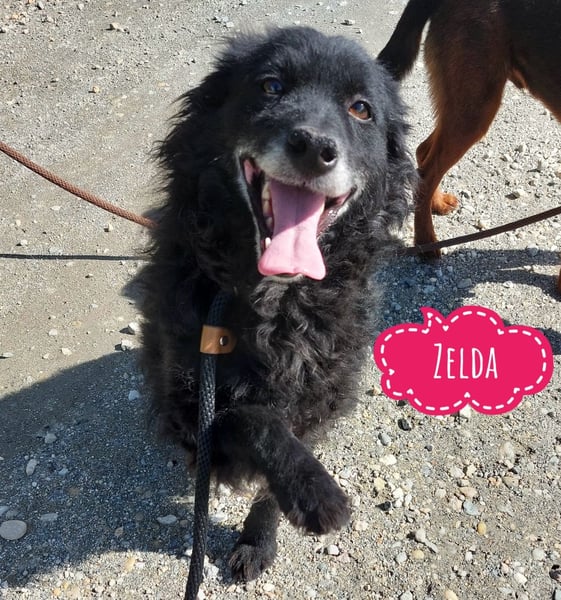 Zelda eine absolute Seelenhündin