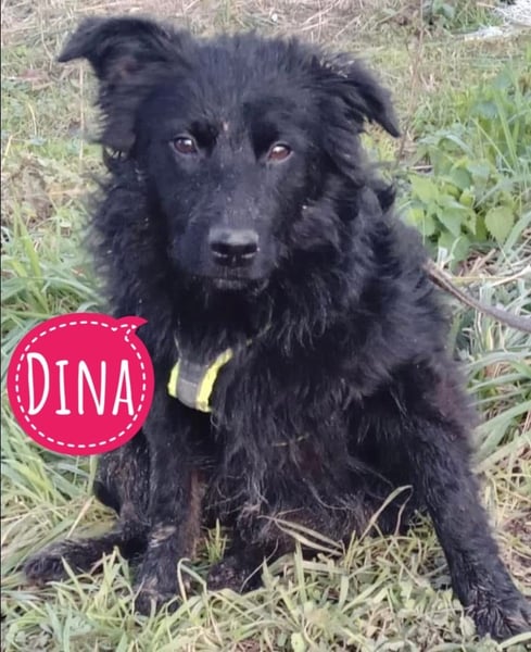 Dina eine tolle Hündin