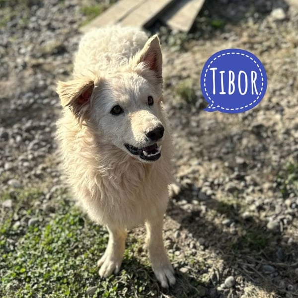 Tibor ein blonder verspielter Bub