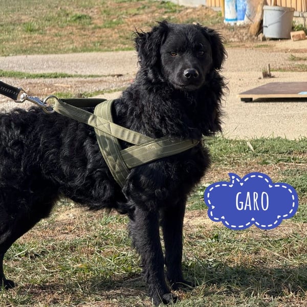 Garo ein Schwarzer Herzensbrecher