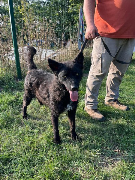 Abel, geboren 01.05.2023, 54cm sucht sein Glück