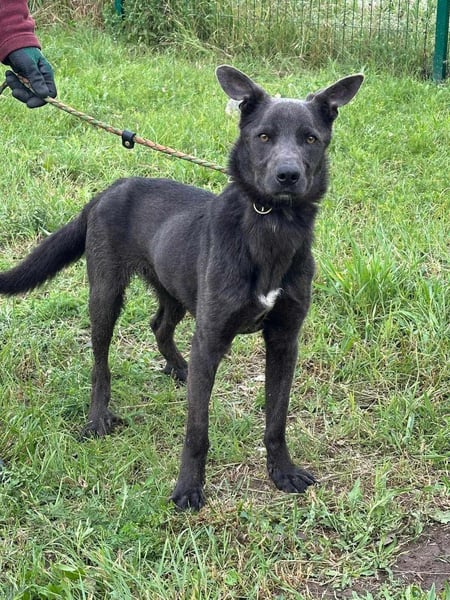 Nero, geboren 20.06.2024, 62cm sucht sein Zuhause