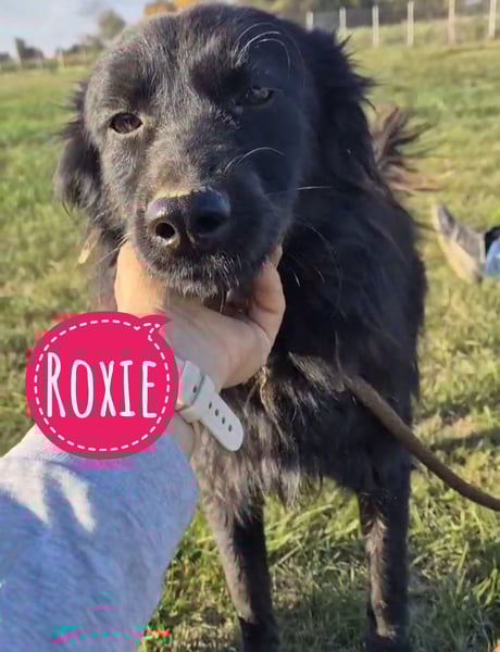 Roxie eine wundervolle Seele