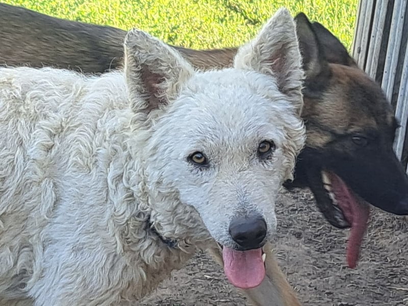 Schöner Felhö ( * 09 / 2022 ) sucht seine Familie