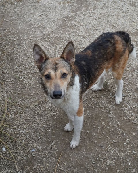 Simon VA, aufgeschlossen, neugierig