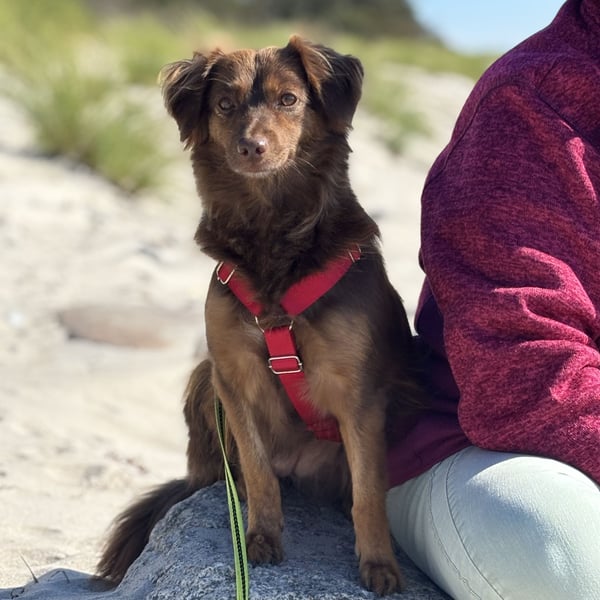 CSILLI SUCHT IHR TRAUMZUHAUSE