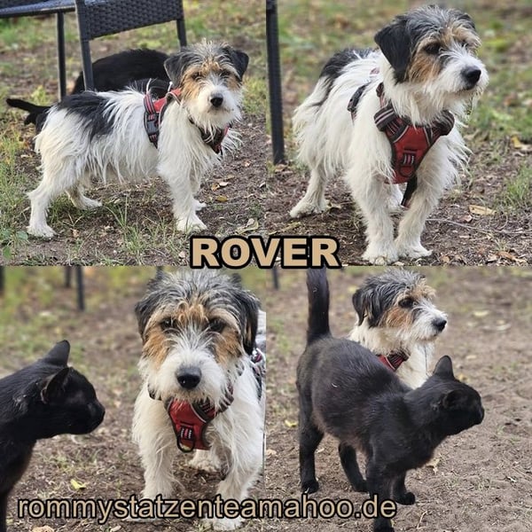 Rover ist aufgeschlossen und verspielt
