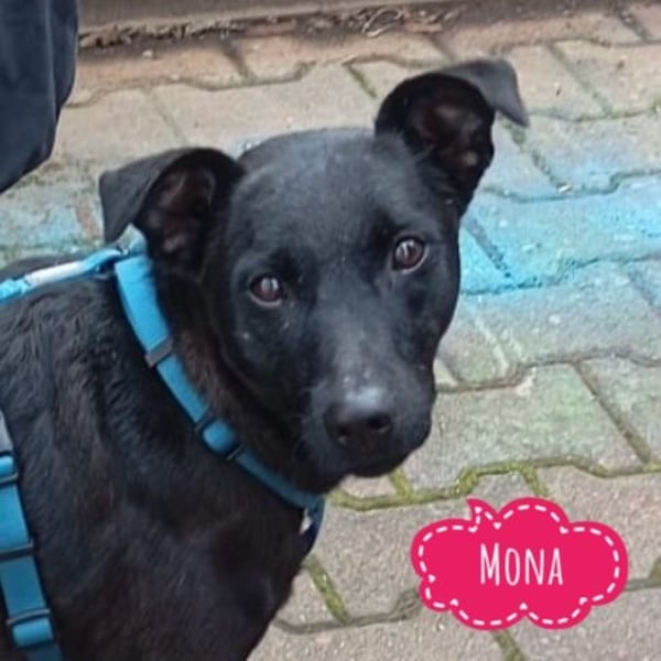 Mona eine verspielte kleine Hündin