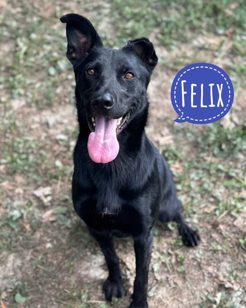 Felix ein fröhlicher Hund mit schlimmer Vergangenheit