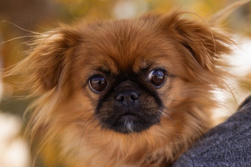 Pekinesen Dame Mia sucht ihre Familie ❤