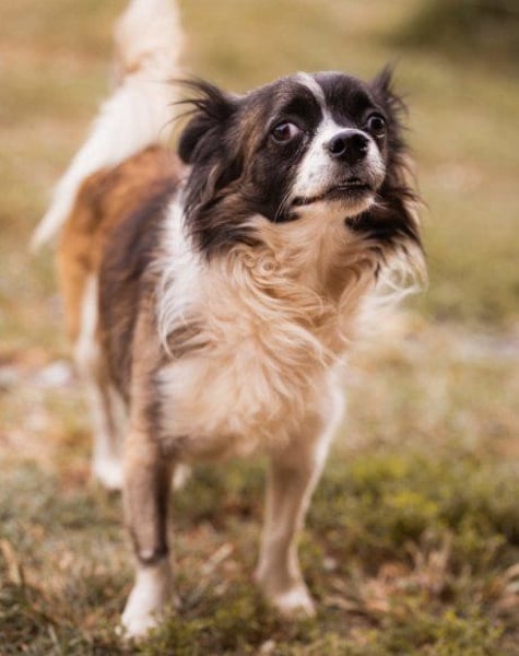 Klein ♥Charlie♥ lieber Pekinesen-Mix-Bub