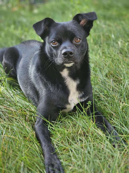 Onix, geboren 31.01.2025, 38cm sucht neuen Wirkungskreis (Pflegestelle in Deutschland)