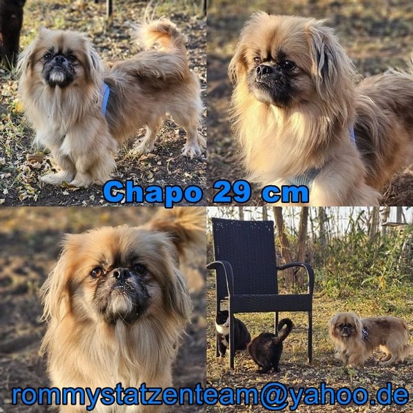 Chapo sucht ein gemütliches, ruhiges Heim