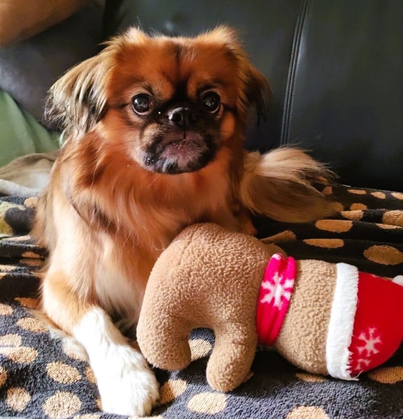 Rocky...5 J., 30 cm 6,5 kg liebenswerter Pekinese-Mix sucht...