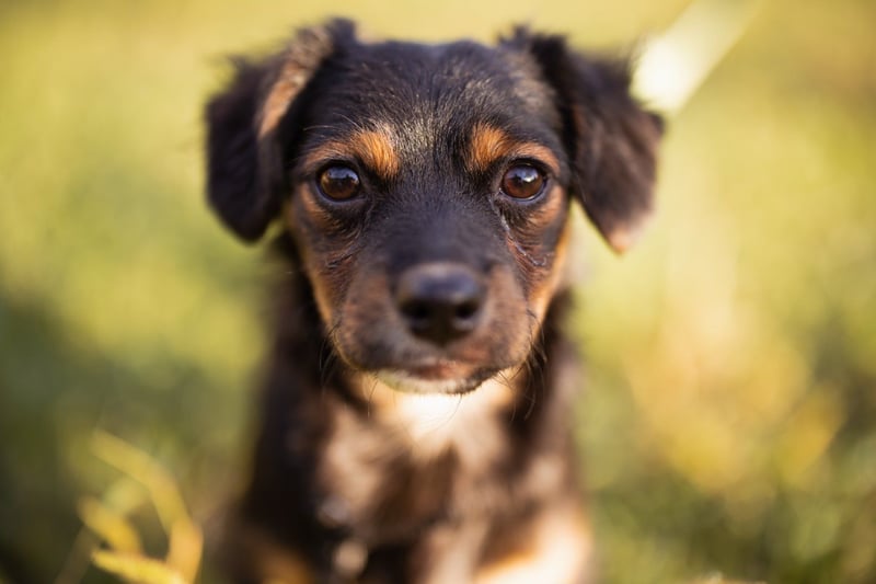 Pekinesen-Mix ♥ Koharu ♥ wartet schon in 48153 Münster