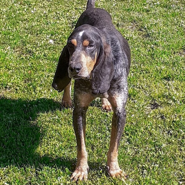 Sasa - sucht dringend ein neues Zuhause