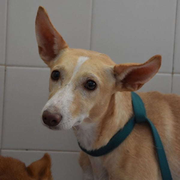PHENIX -