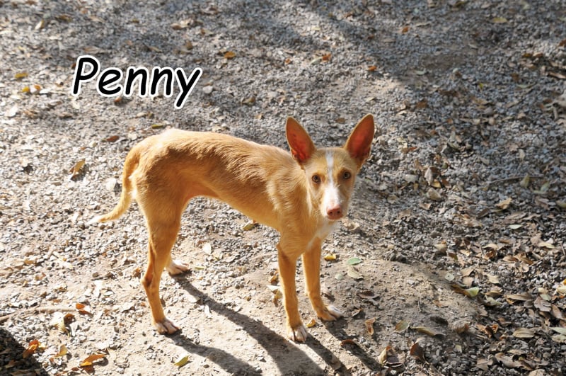 Darf Penny gemeinsam mit Ihnen die kalten Wintertage auf der Couch verbringen?