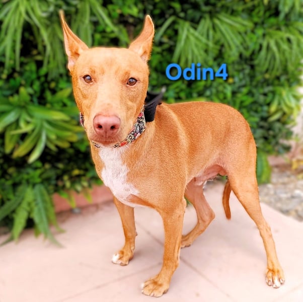 Odin4 geb. 01/2024 (ESP) - liebenswerter, edler und sanfter Podenco!