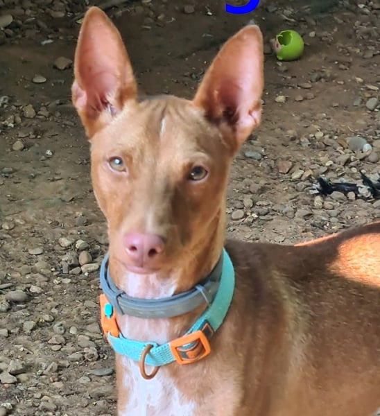 Mango geb. 07/2024 (ESP) - neugieriger und fröhlicher, tapferer Podenco!