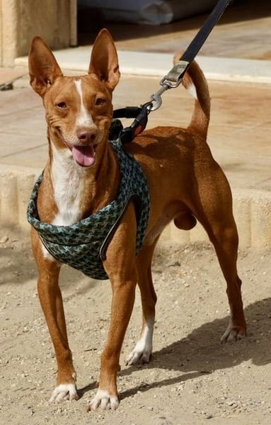 Willie - lässt sich gerne anfassen, freundlich und leinenführig