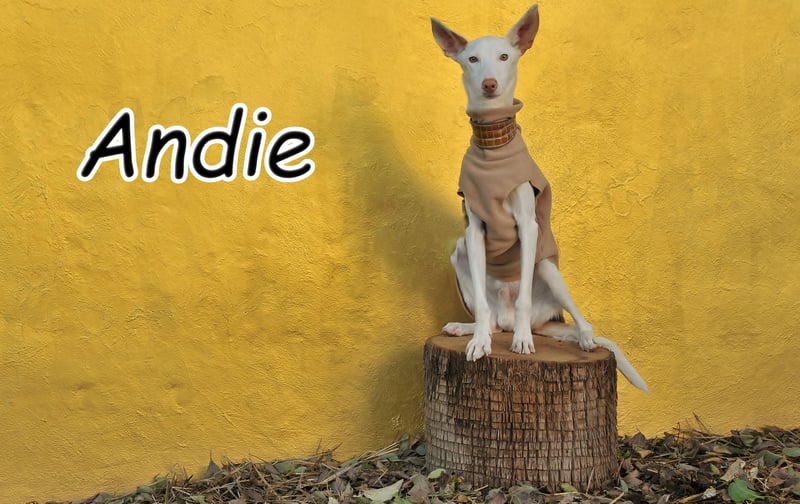 Wird Andie endlich gesehen?