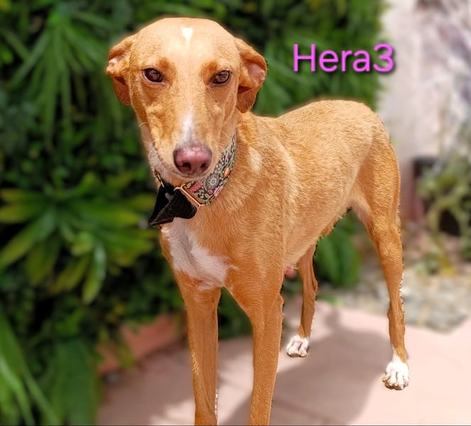 Hera3 geb. 02/2023 (ESP) - fröhliche, entspannte und dankbare Podenca!