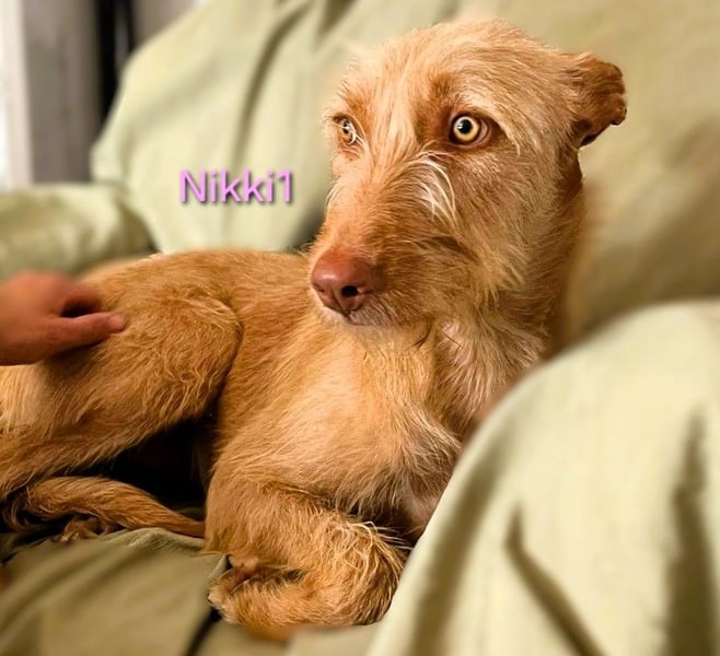 Nikki1 geb. 03/2022 (ESP) - liebe und zarte Podenca!