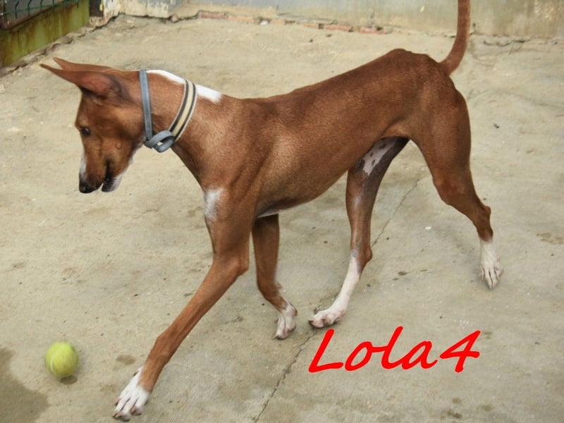 Lola4 geb. 08/2024 (ESP) - verspielte und kluge Podenco Canario Hündin!