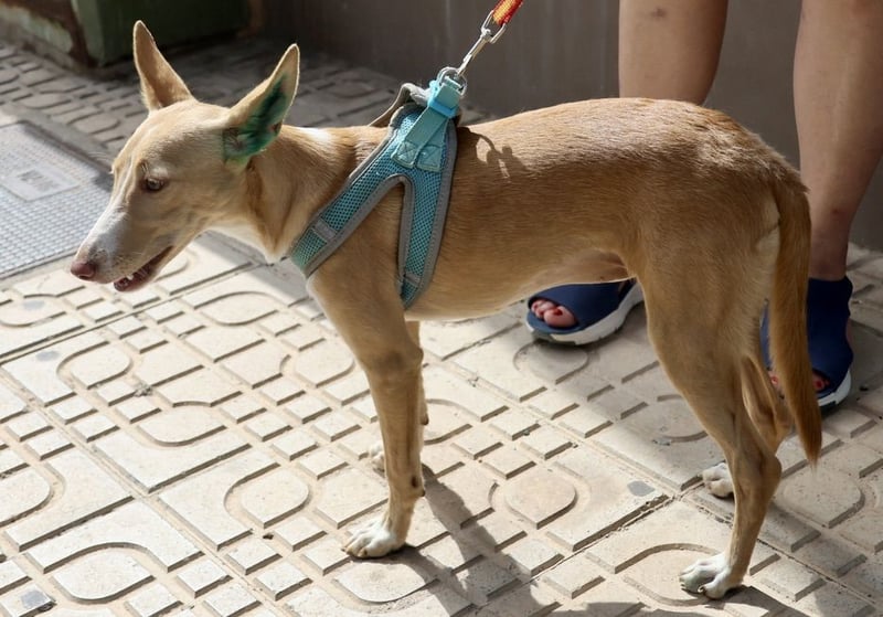 Moka - Freundlich, Zutraulich und Verträglich