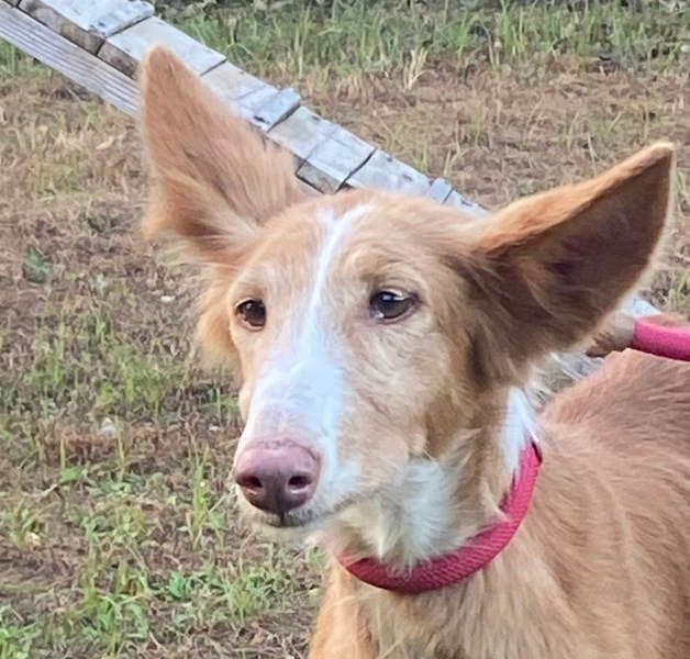 CHISPA- sucht ihr Zuhause, das ihr zum ersten Mal zeigt, wie es ist, geliebt und gesehen zu werden