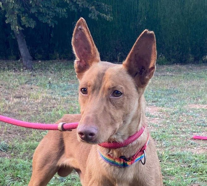 OREO-sein Wesen warm, sanft, zärtlich und voller Vertrauen. Jetzt fehlt nur sein liebevolles Zuhause