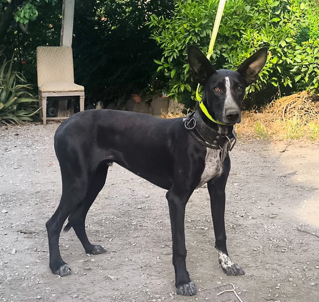 Marlon wartet auf seine Menschen