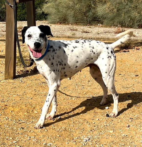 Bella (TO) eine tolle Maus