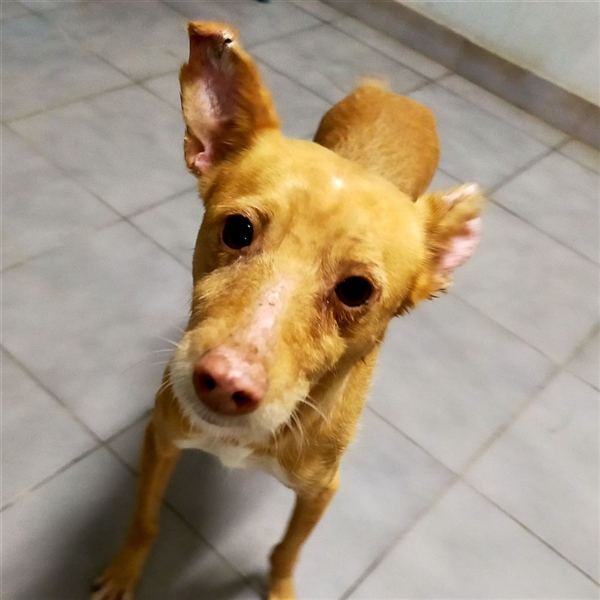 Gillia