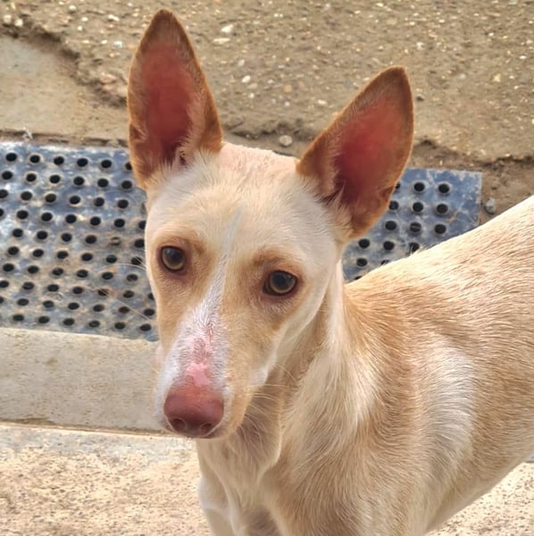 ARENA-sehr liebes, zartes, schüchternes Mädchen wartet auf ihre liebevolle Familie